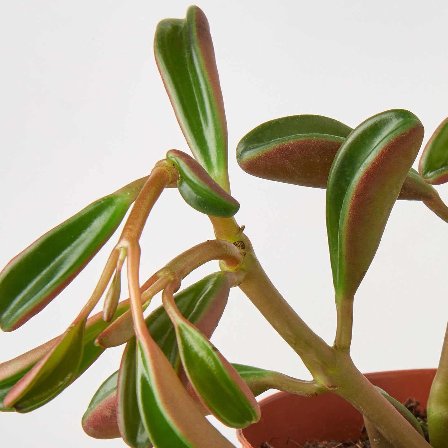 Peperomia 'Ruby Glow' 6" Pot Indoor Plants House Plant Shop