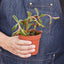 Peperomia 'Ruby Glow' Indoor Plants House Plant Shop
