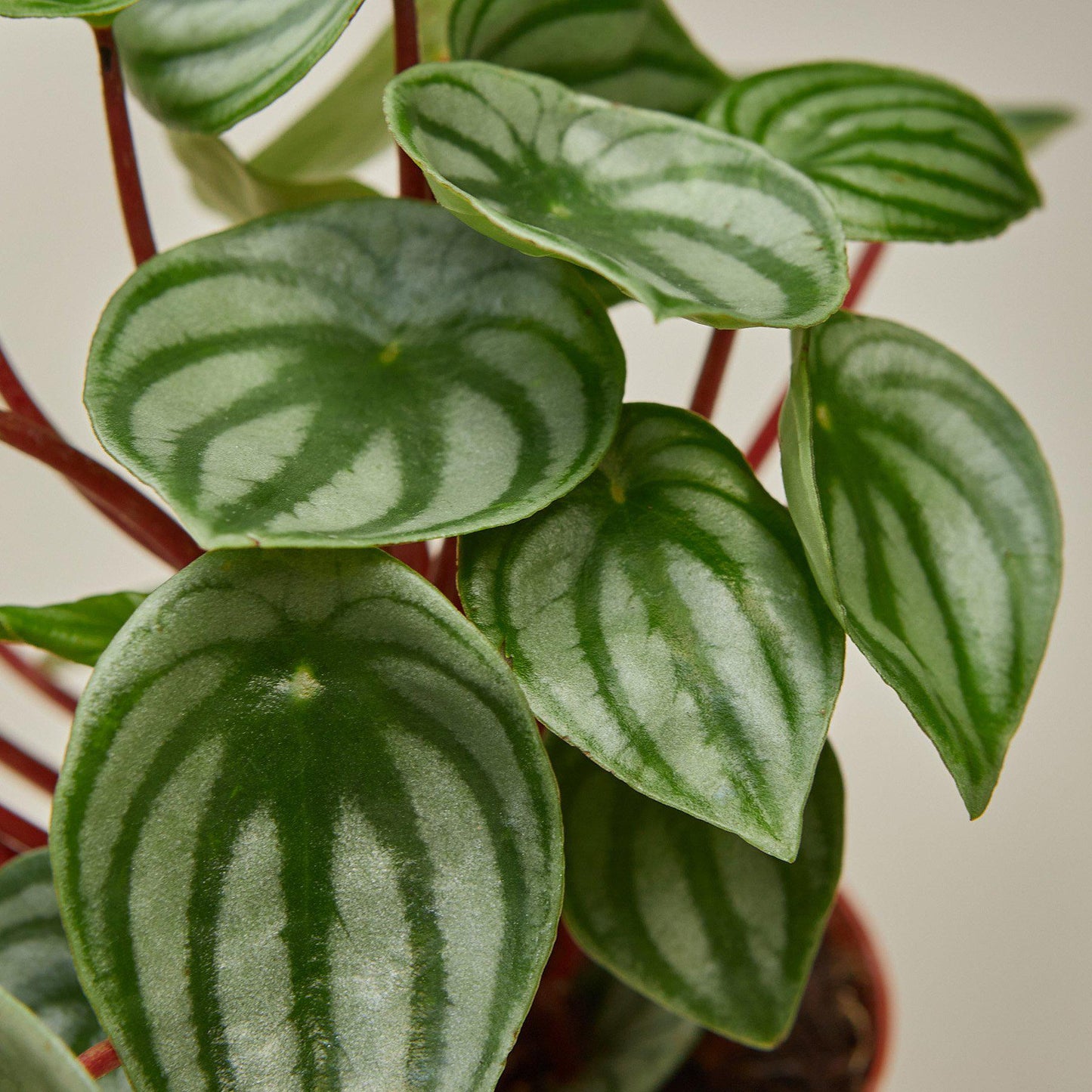 Peperomia 'Watermelon' Indoor Plants House Plant Shop