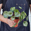 Peperomia 'Watermelon' Indoor Plants House Plant Shop