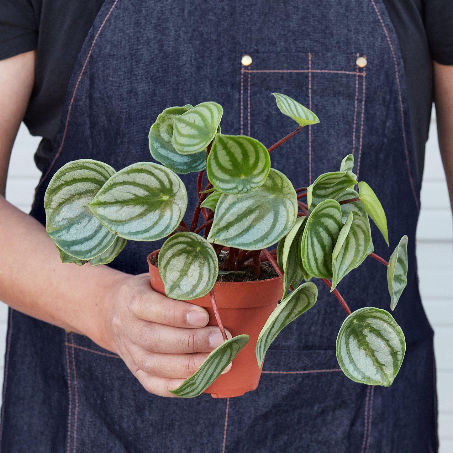 Peperomia 'Watermelon' Indoor Plants House Plant Shop