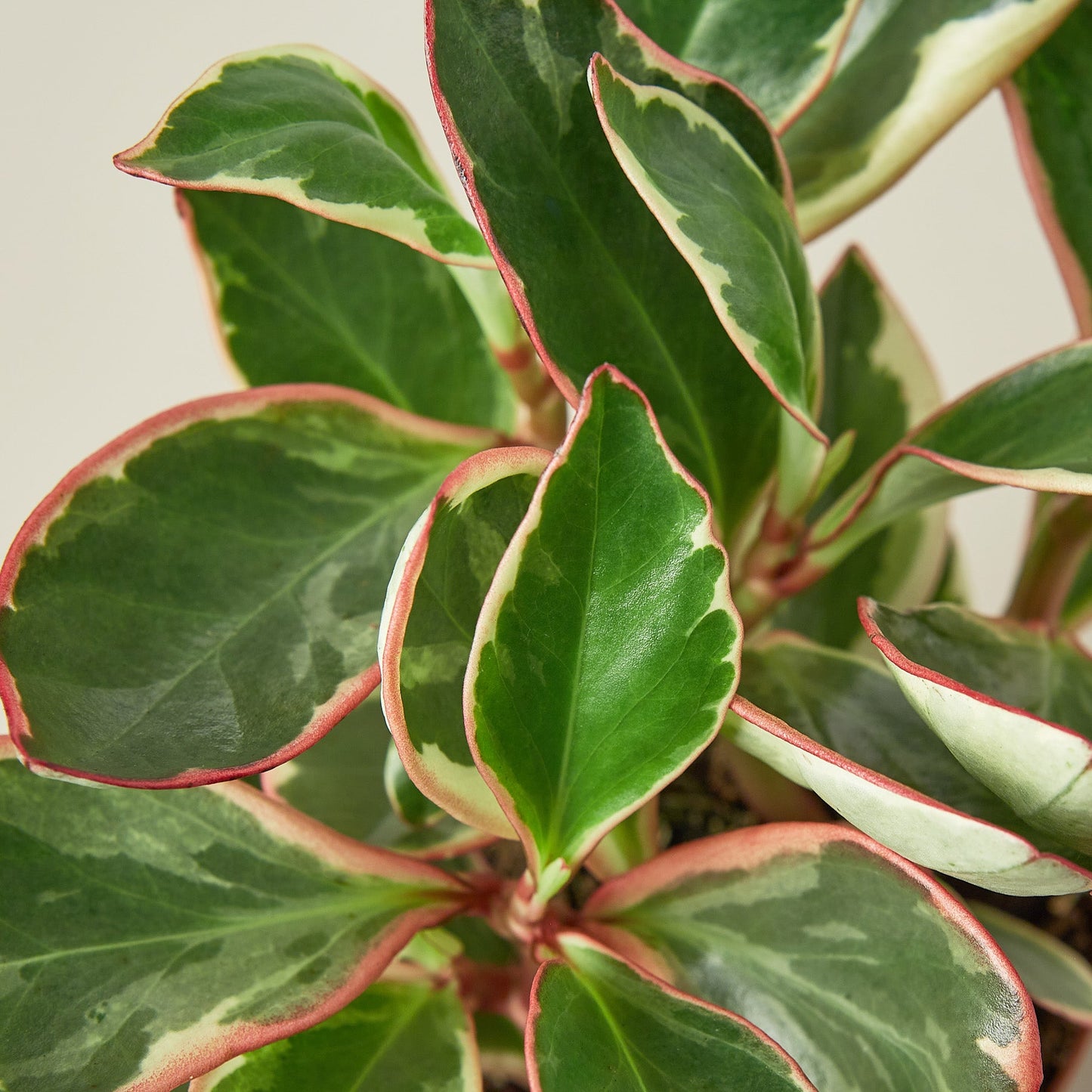 Peperomia 'Ginny' 6" Pot Indoor Plants House Plant Shop