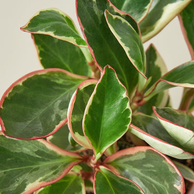 Peperomia 'Ginny' 6" Pot Indoor Plants House Plant Shop