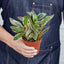 Peperomia 'Ginny' Indoor Plants House Plant Shop