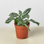 Pilea 'Aluminum' Indoor Plants House Plant Shop