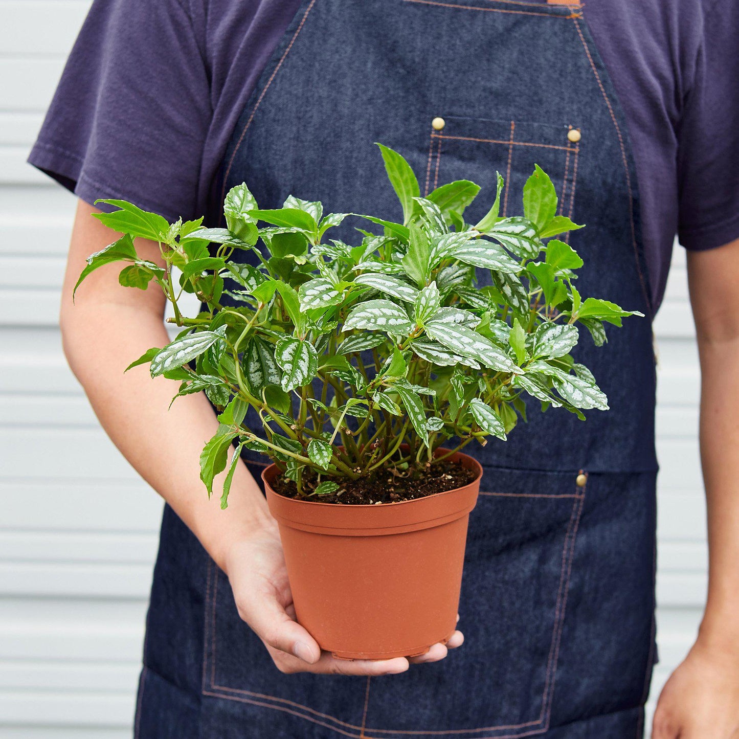 Pilea 'Aluminum' Indoor Plants House Plant Shop