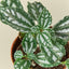 Pilea 'Aluminum' Indoor Plants House Plant Shop