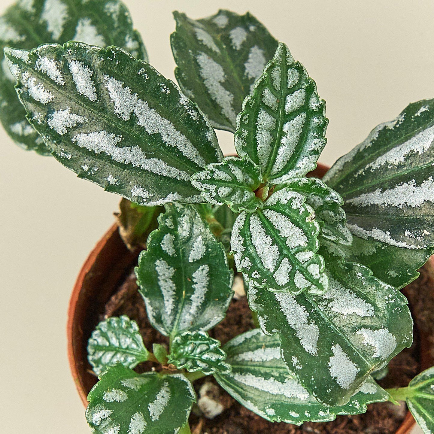 Pilea 'Aluminum' Indoor Plants House Plant Shop