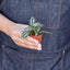 Pilea 'Aluminum' Indoor Plants House Plant Shop