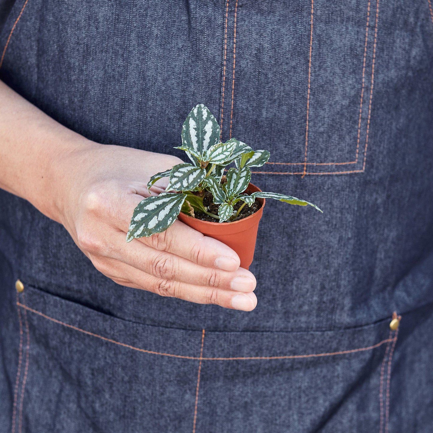 Pilea 'Aluminum' Indoor Plants House Plant Shop