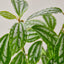 Pilea 'Aluminum' Indoor Plants House Plant Shop