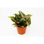 Pilea 'Bronze' 4" Pot Indoor Plants House Plant Shop