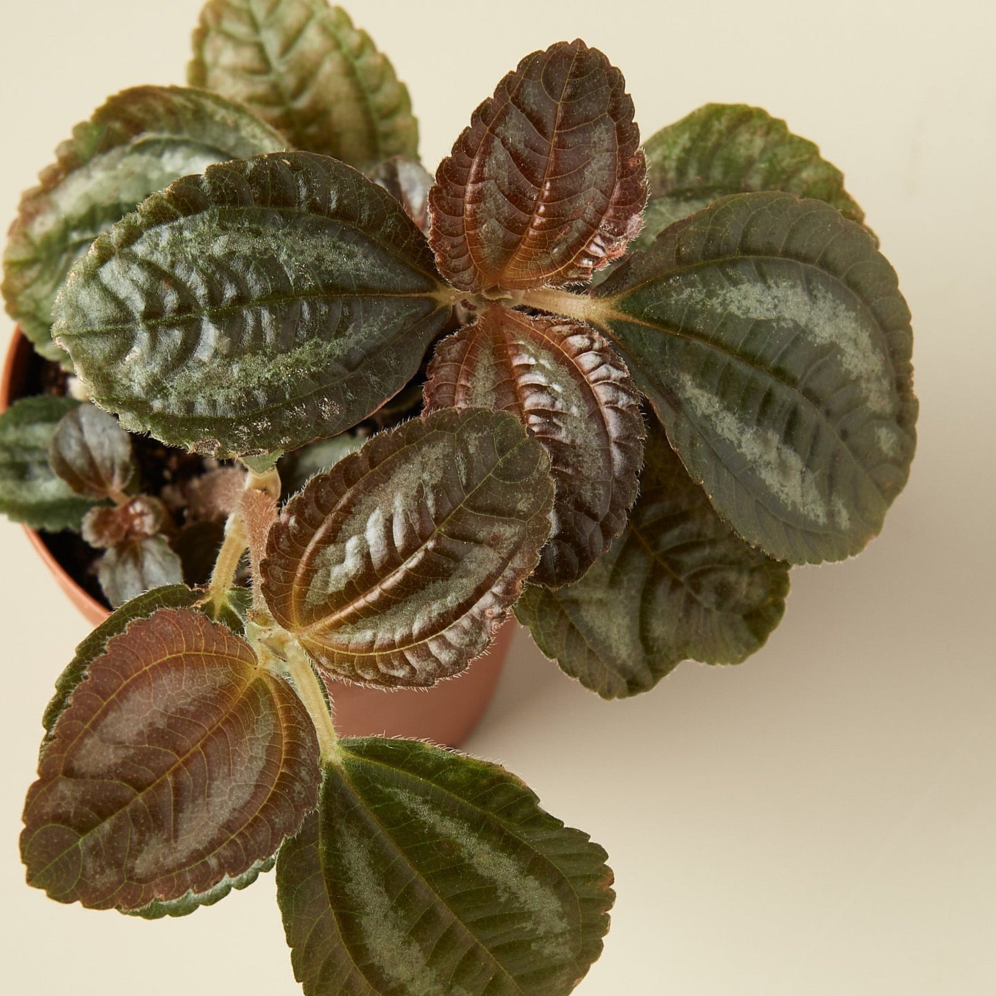 Pilea 'Bronze' Indoor Plants House Plant Shop