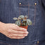 Pilea 'Bronze' Indoor Plants House Plant Shop