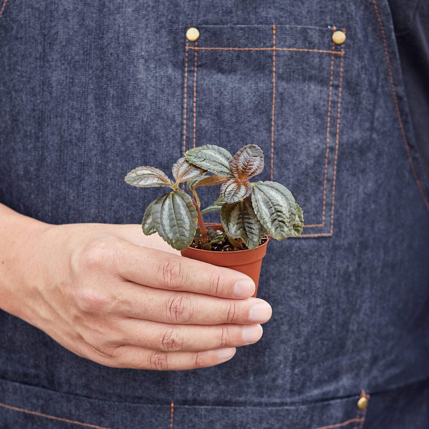 Pilea 'Bronze' Indoor Plants House Plant Shop