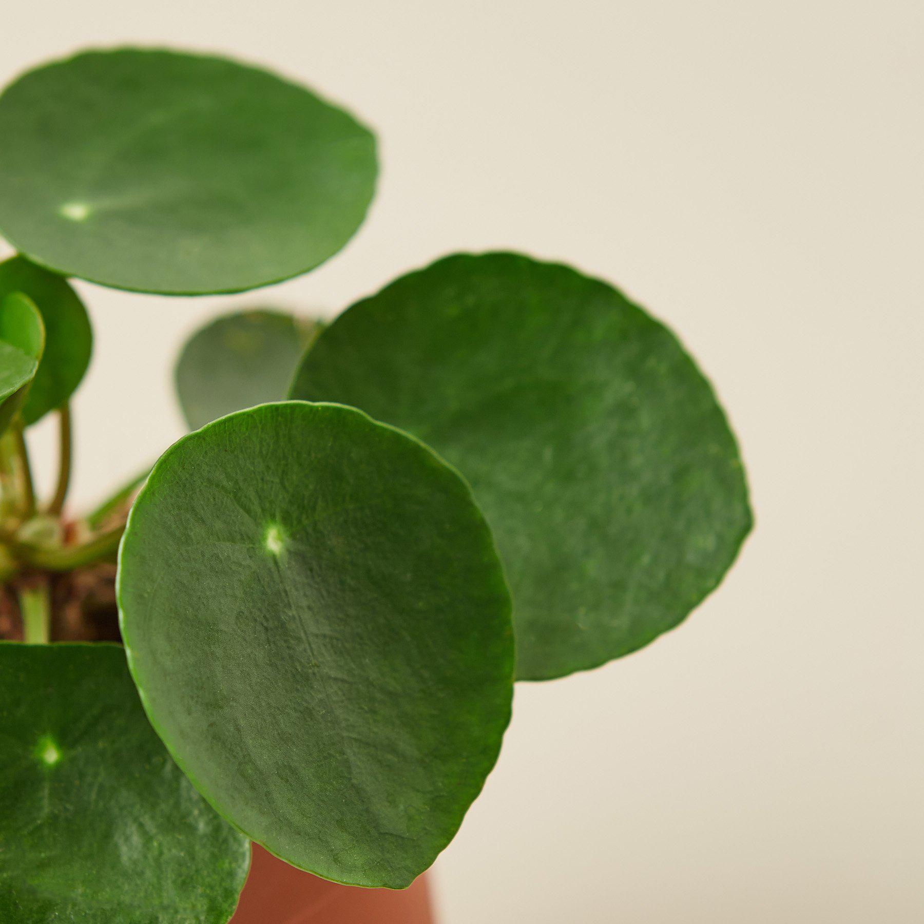 Pilea Peperomioides 'Chinese Money' Nursery Pot Indoor Plants House Plant Shop