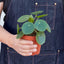 Pilea Peperomioides 'Chinese Money' Indoor Plants House Plant Shop