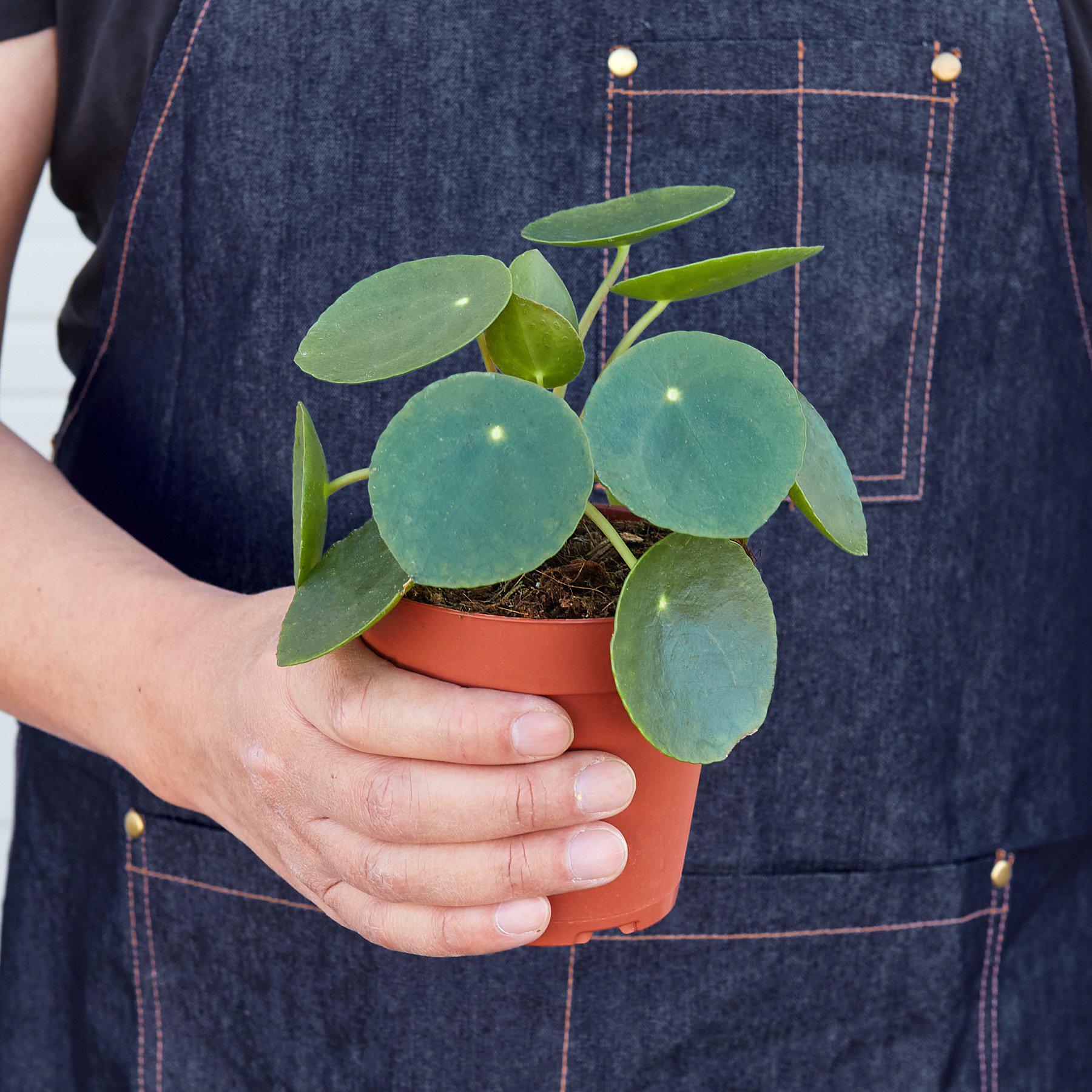 Pilea Peperomioides 'Chinese Money' Indoor Plants House Plant Shop