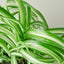 Spider Plant 'Bonnie' 3" Pot Nursery Pot Indoor Plants House Plant Shop