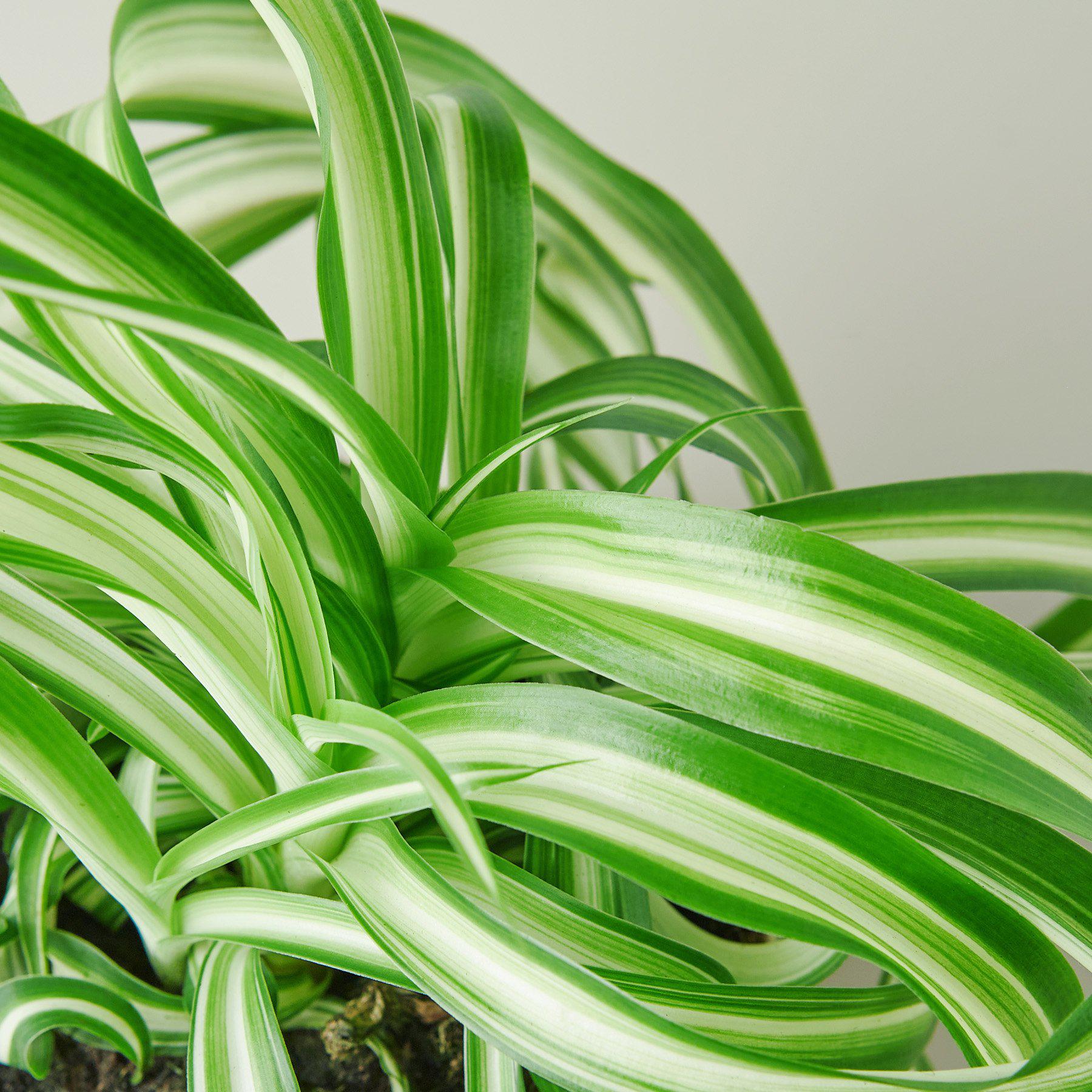 Spider Plant 'Bonnie' 3" Pot Nursery Pot Indoor Plants House Plant Shop