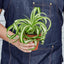 Spider Plant 'Bonnie' Indoor Plants House Plant Shop