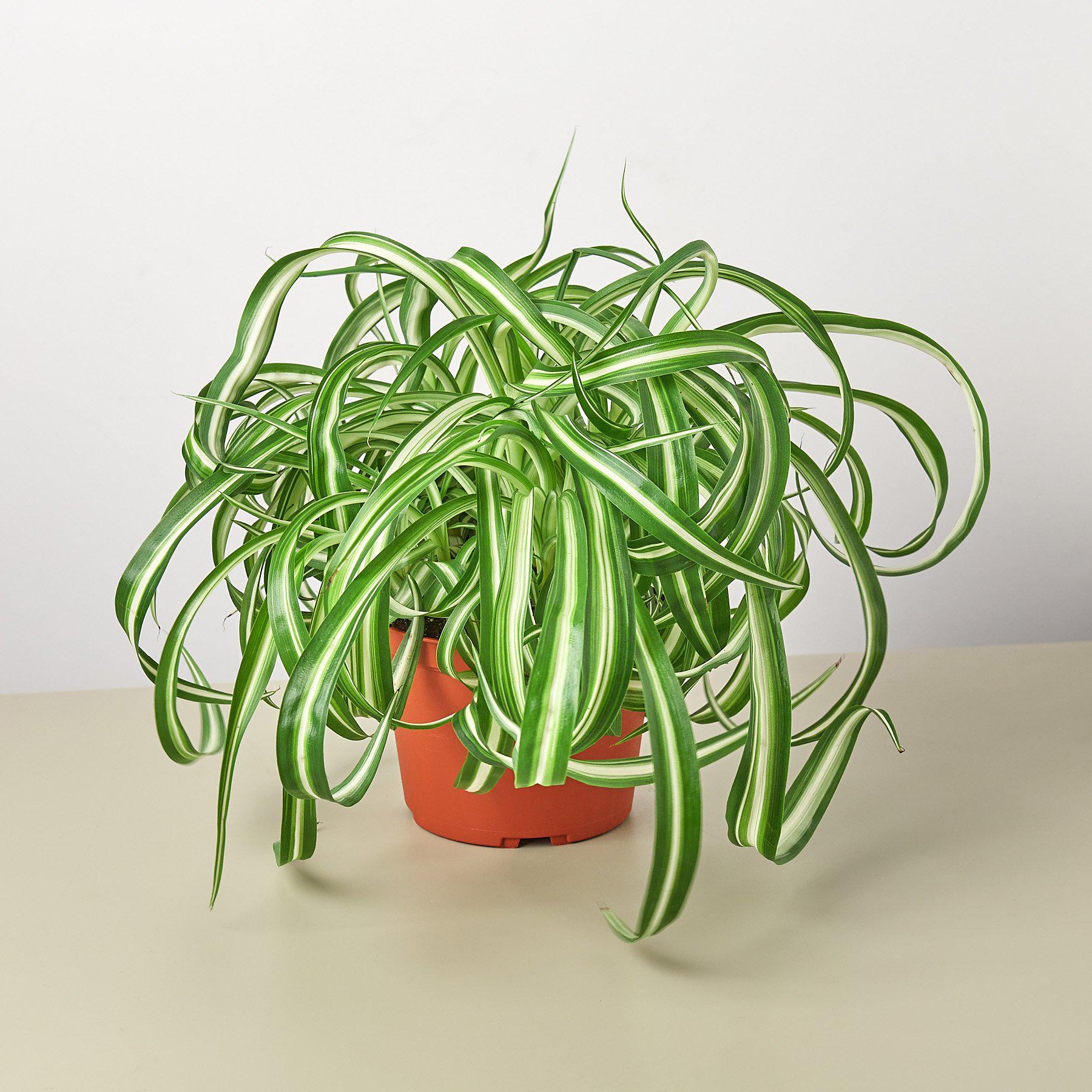 Spider Plant 'Bonnie' 6" Pot Nursery Pot Indoor Plants House Plant Shop
