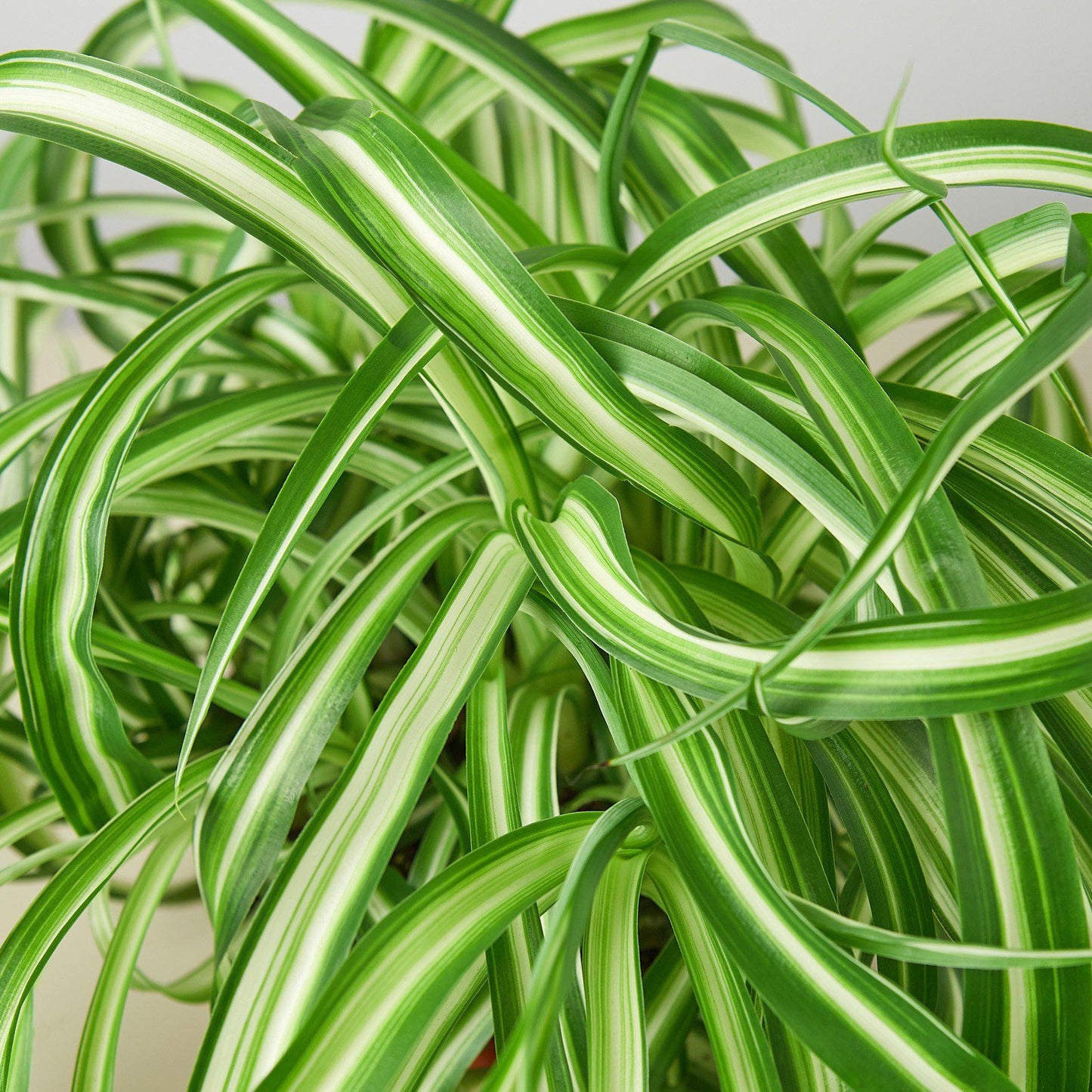 Spider Plant 'Bonnie' Indoor Plants House Plant Shop