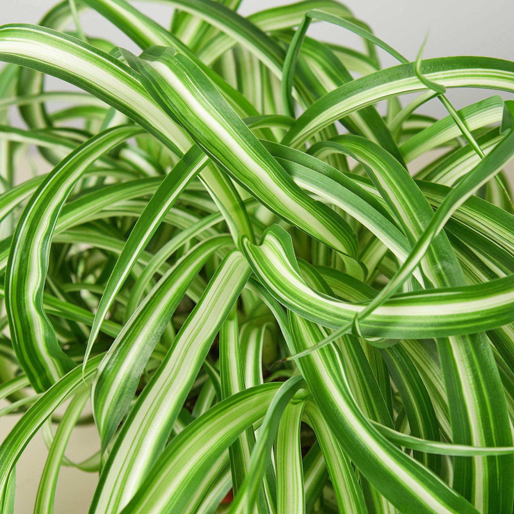 Spider Plant 'Bonnie' Indoor Plants House Plant Shop