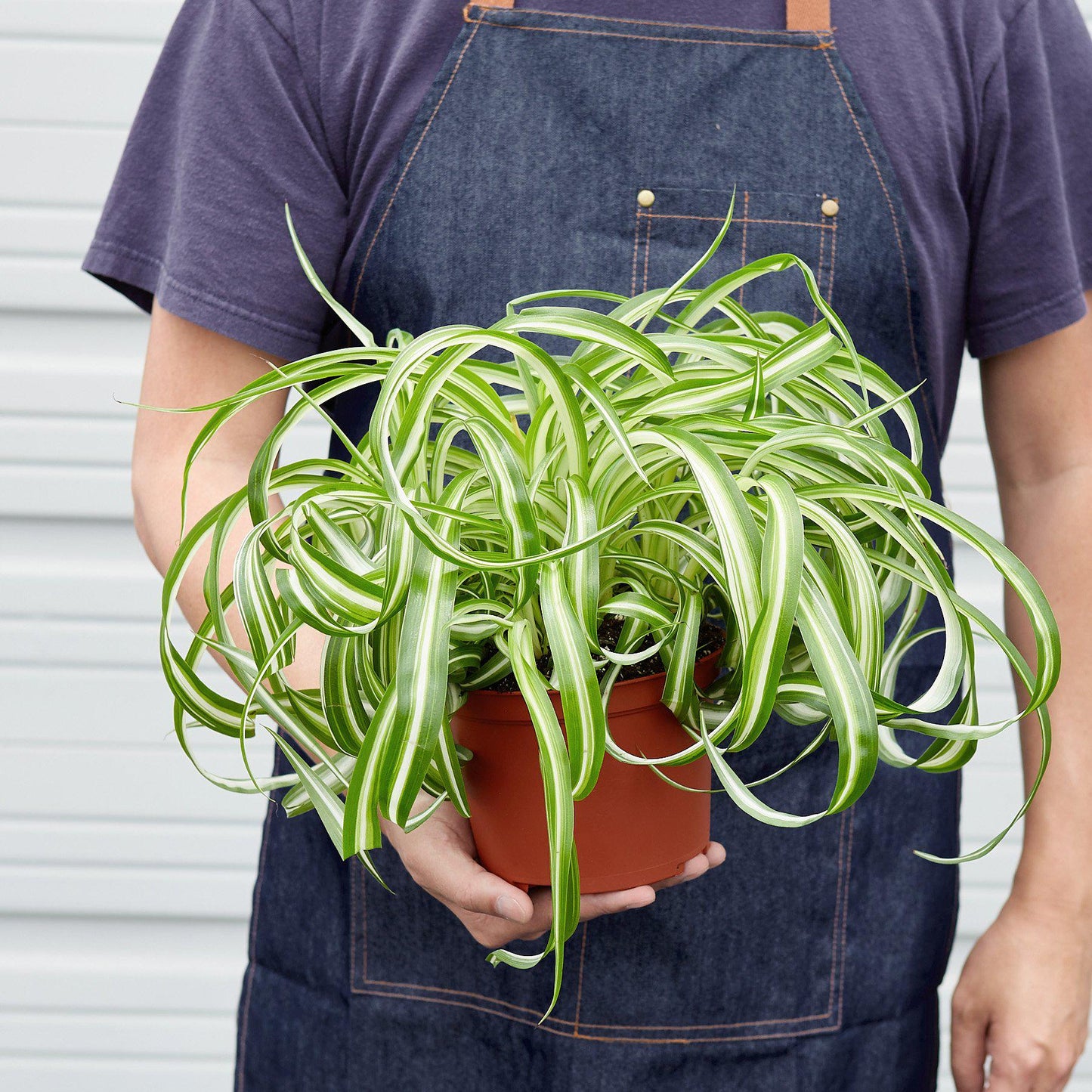 Spider Plant 'Bonnie' Indoor Plants House Plant Shop