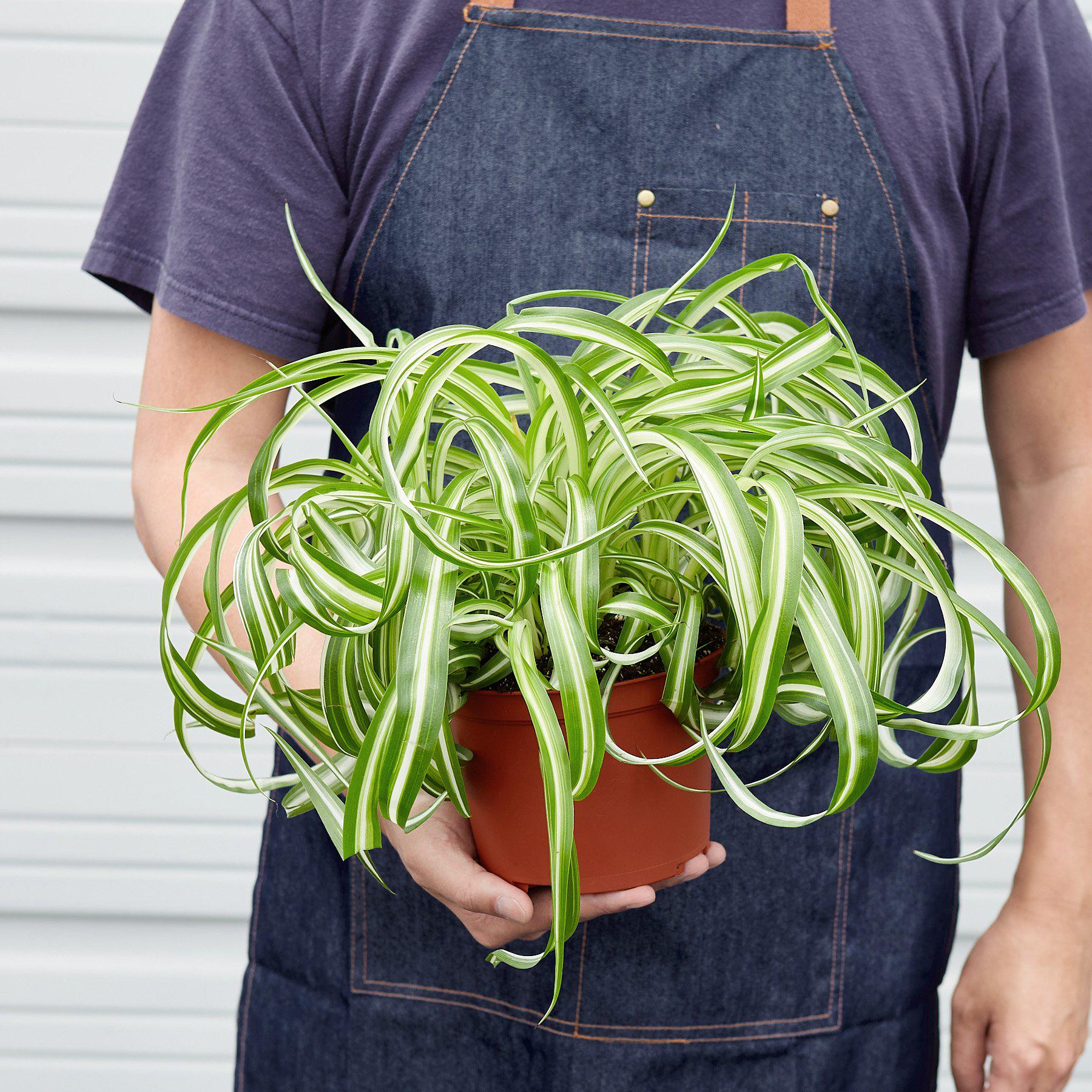 Spider Plant 'Bonnie' Indoor Plants House Plant Shop