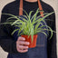 Spider Plant 'Reverse' Indoor Plants House Plant Shop