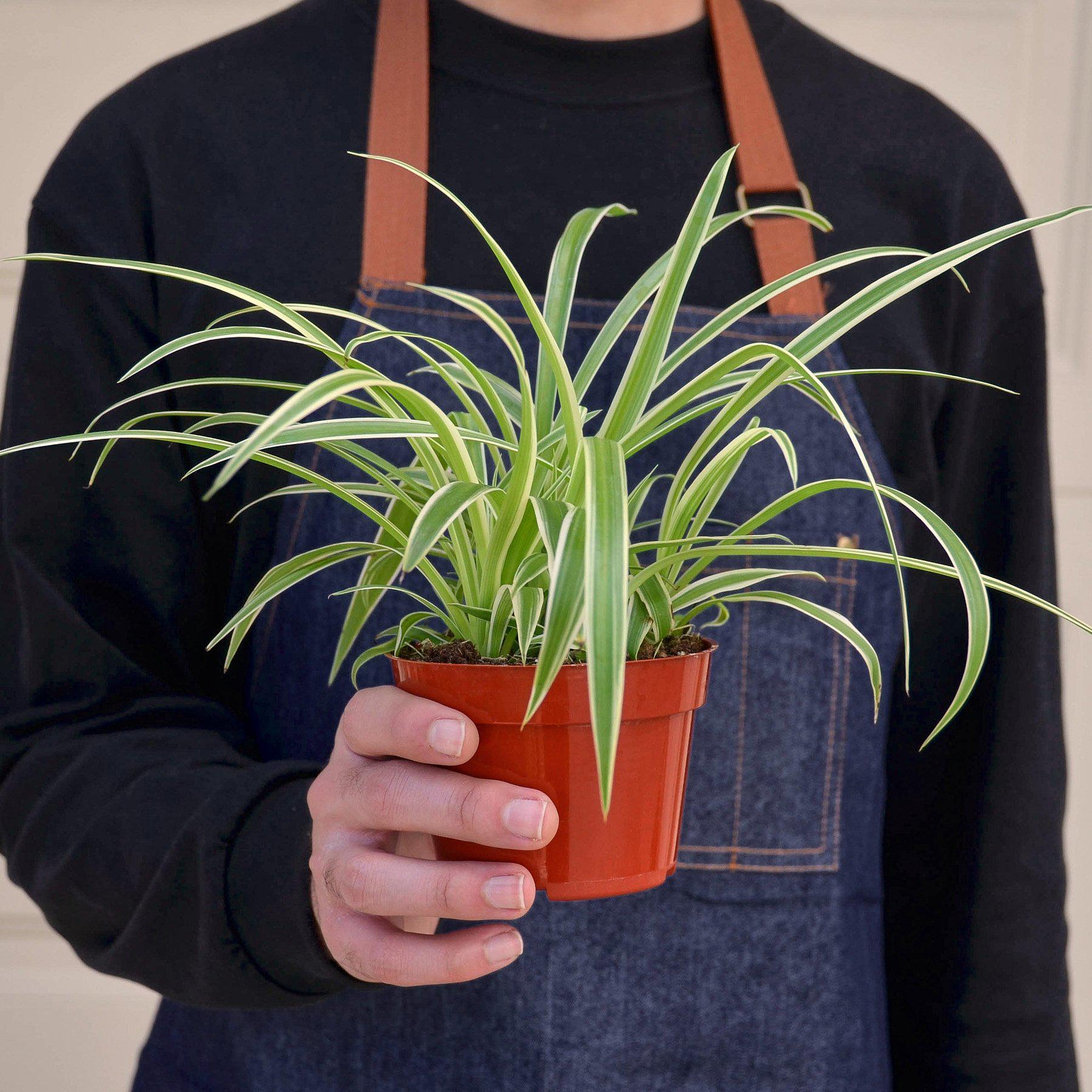 Spider Plant 'Reverse' Indoor Plants House Plant Shop