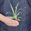 Spider Plant 'Reverse' Indoor Plants House Plant Shop