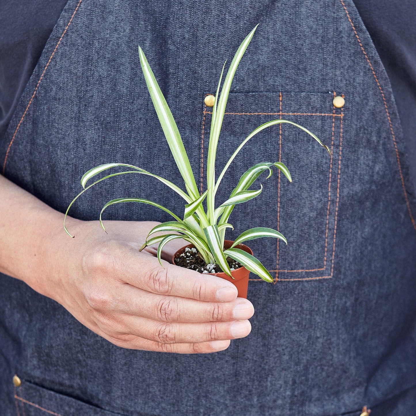 Spider Plant 'Reverse' Indoor Plants House Plant Shop