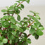 Succulent 'Elephant Bush' 10" Pot Succulent House Plant Shop