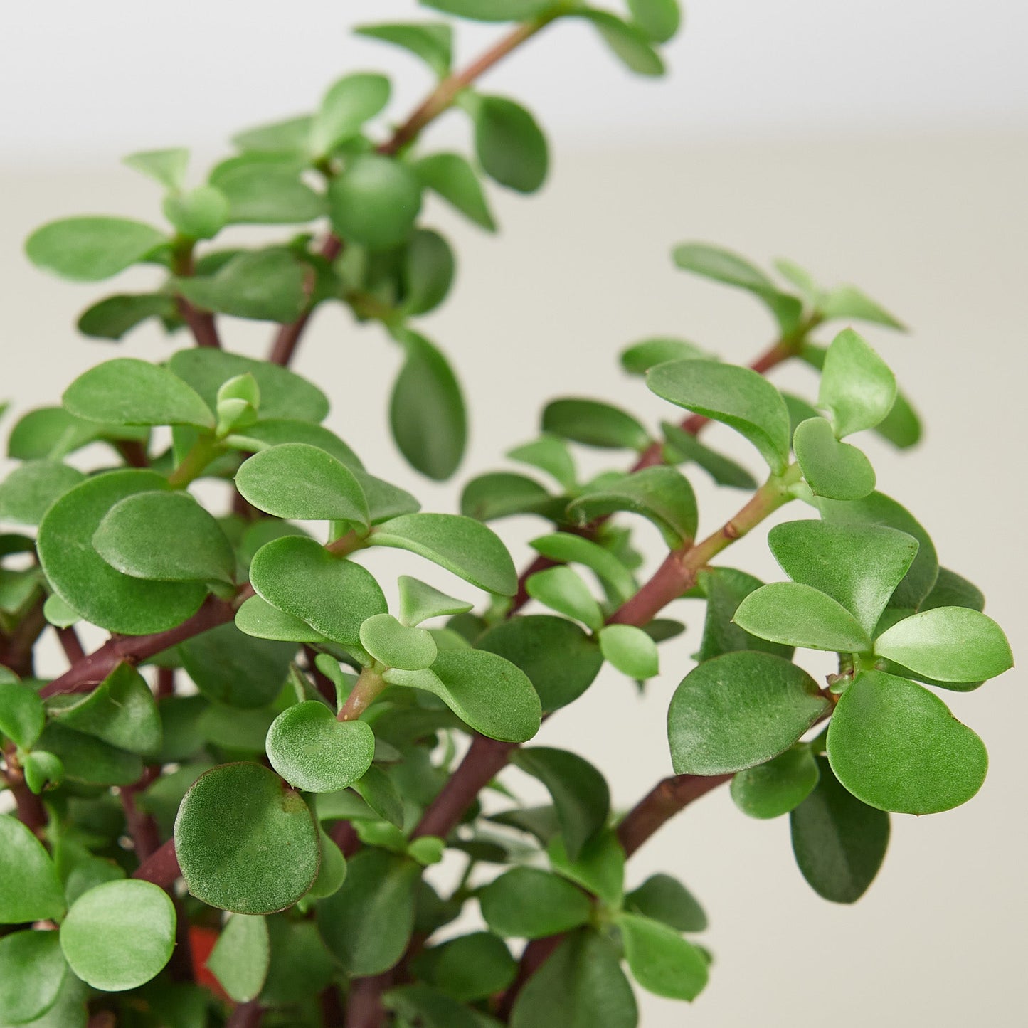 Succulent 'Elephant Bush' 10" Pot Succulent House Plant Shop
