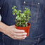 Succulent 'Elephant Bush' Succulent House Plant Shop