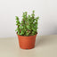 Succulent 'Elephant Bush' 6" Pot Succulent House Plant Shop