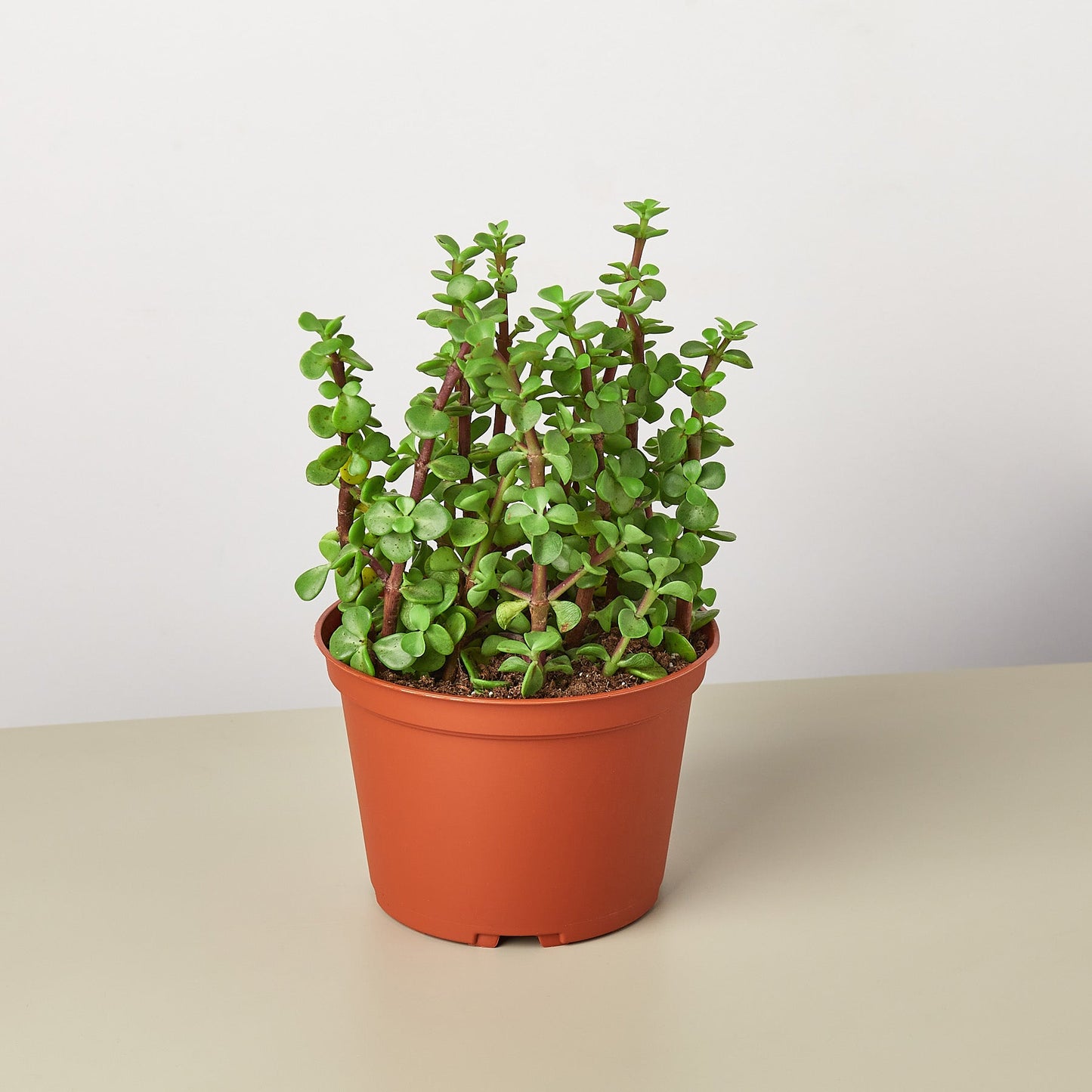 Succulent 'Elephant Bush' 6" Pot Succulent House Plant Shop