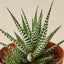 Zebra Succulent 3" Pot Succulent House Plant Shop