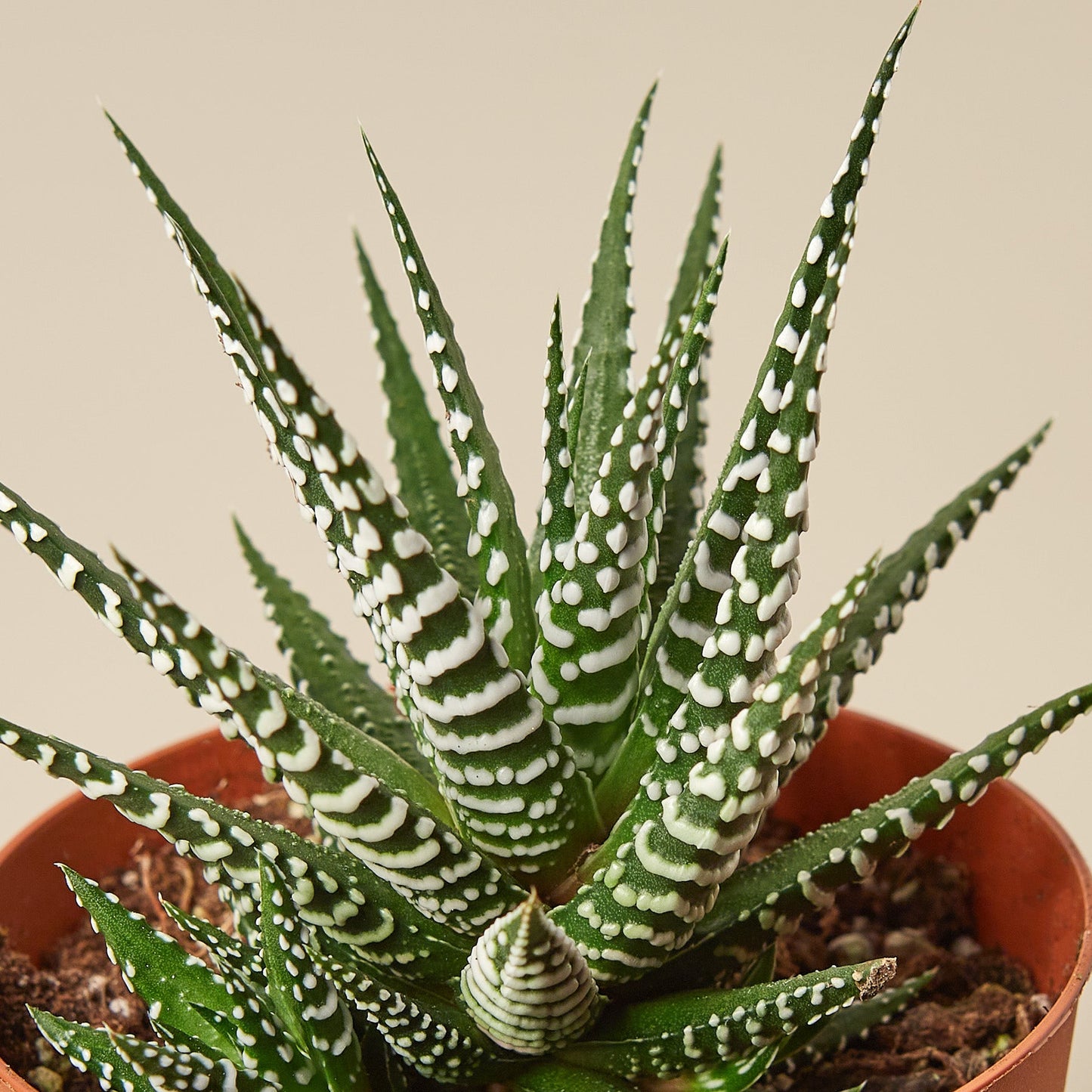 Zebra Succulent 3" Pot Succulent House Plant Shop
