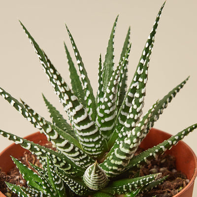 Zebra Succulent 3" Pot Succulent House Plant Shop