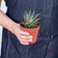 Zebra Succulent Succulent House Plant Shop