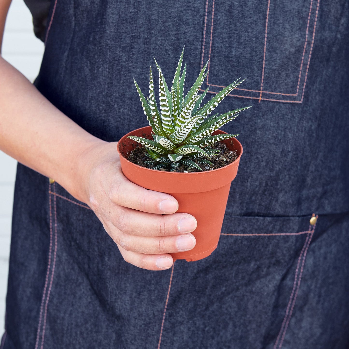 Zebra Succulent Succulent House Plant Shop