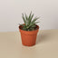 Zebra Succulent 4" Pot Succulent House Plant Shop