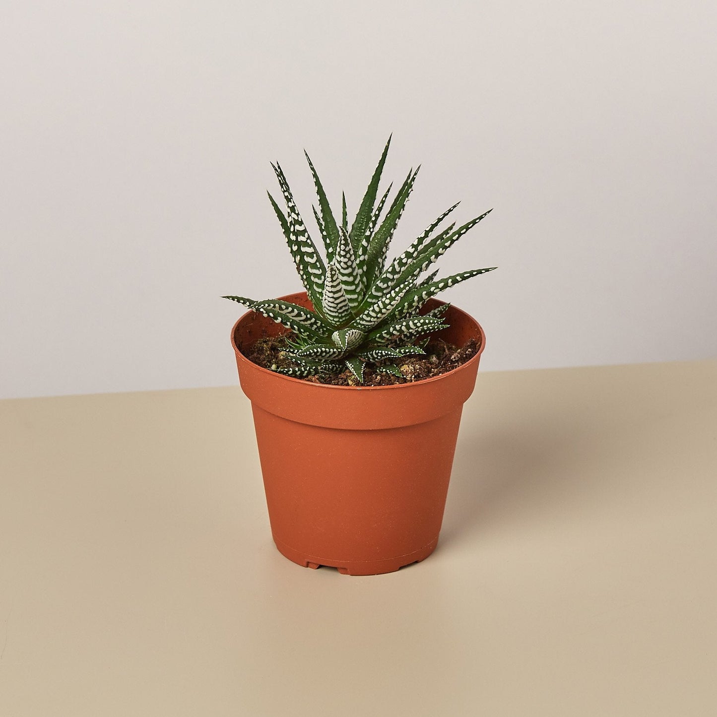 Zebra Succulent 4" Pot Succulent House Plant Shop