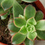 Succulent 'Kiwi' Succulent House Plant Shop