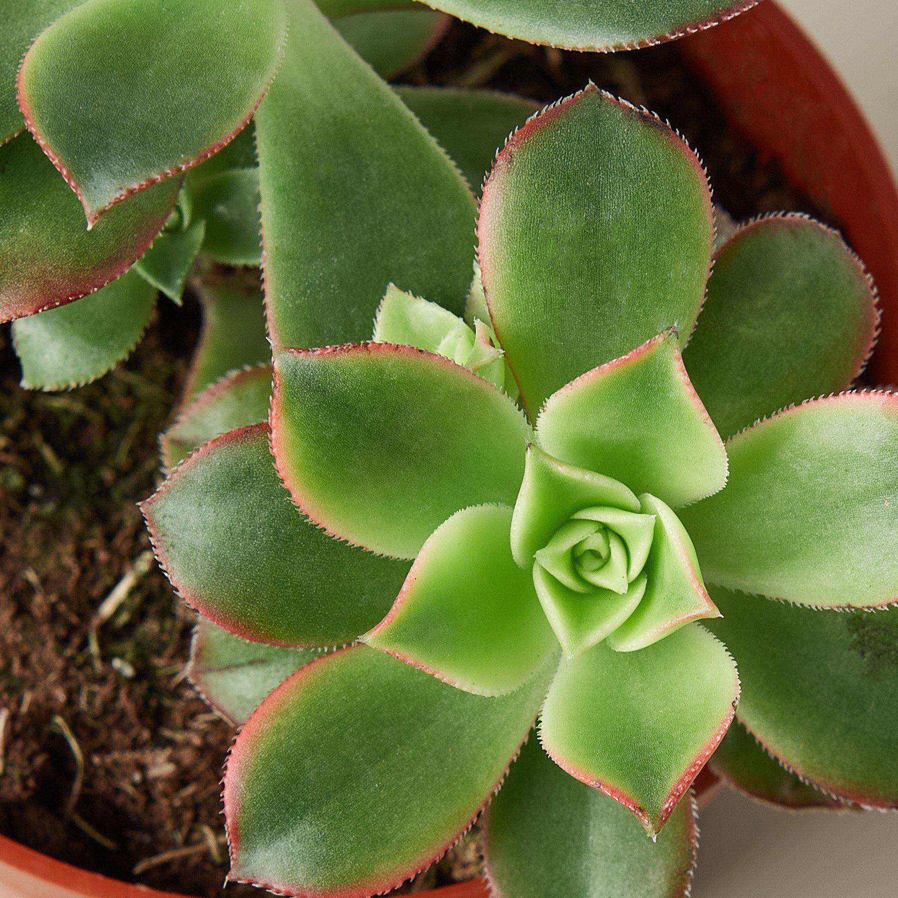 Succulent 'Kiwi' Succulent House Plant Shop