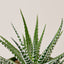 Zebra Succulent Succulent House Plant Shop
