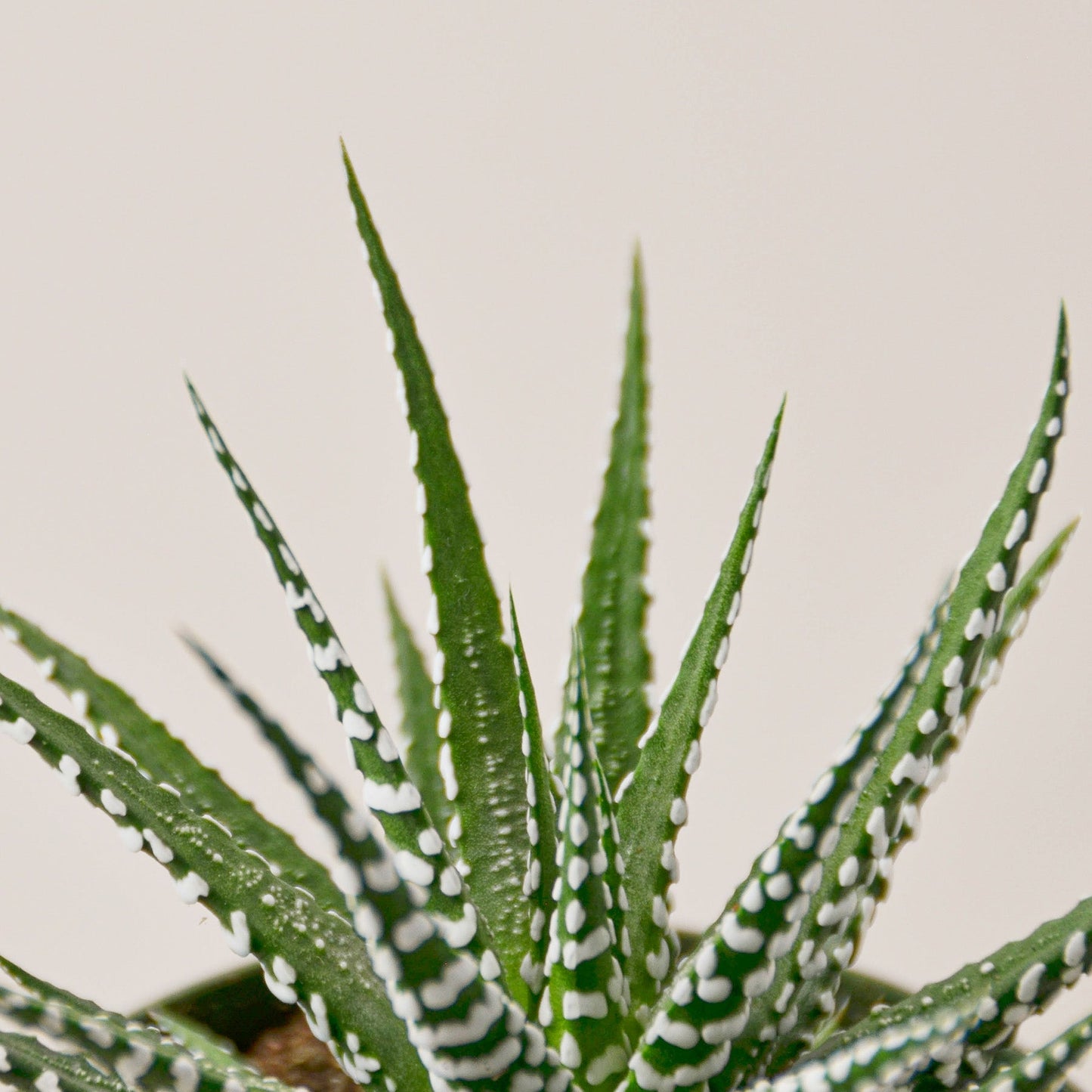 Zebra Succulent Succulent House Plant Shop
